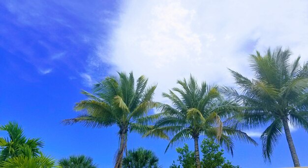 Low angle view of palm trees against blue sky