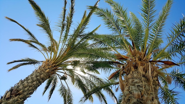 Foto vista a basso angolo delle palme contro il cielo blu