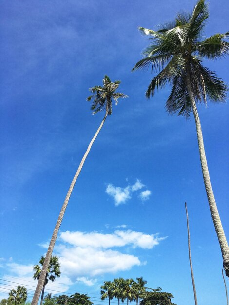 Low angle view of palm trees against blue sky