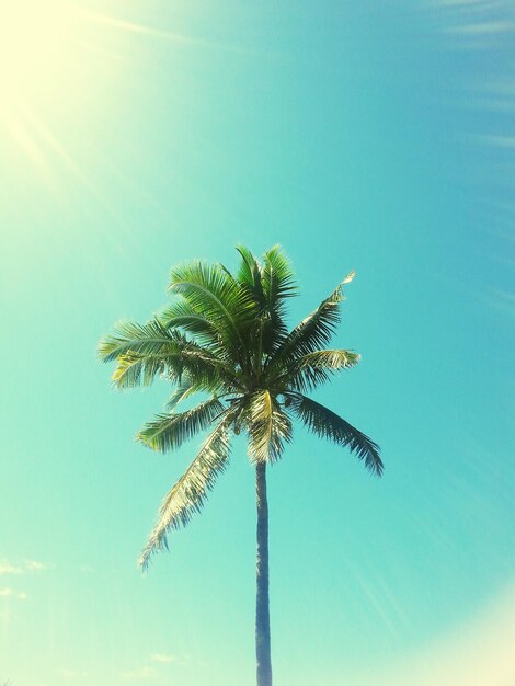 Low angle view of palm trees against blue sky