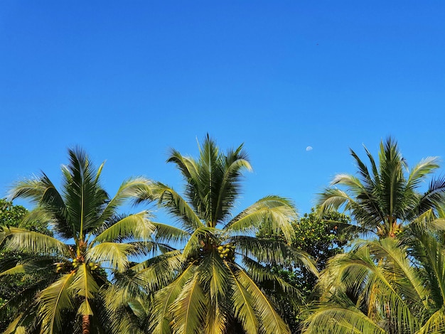 Low angle view of palm trees against blue sky