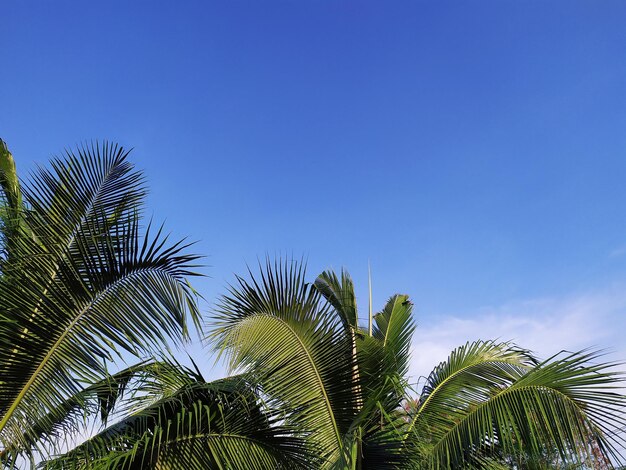 Low angle view of palm trees against blue sky