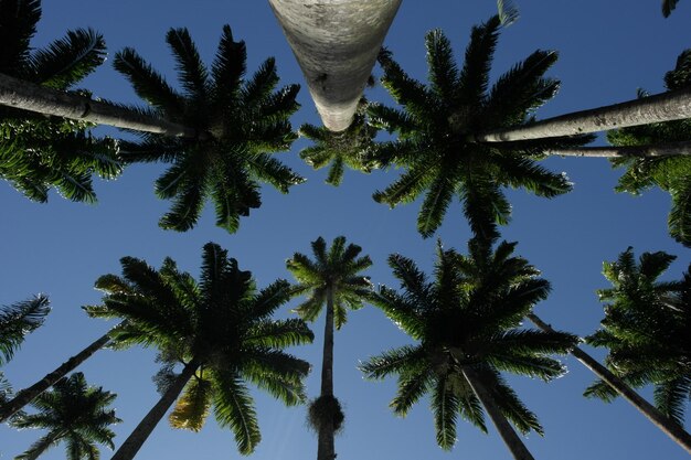 Foto vista a basso angolo delle palme contro il cielo blu