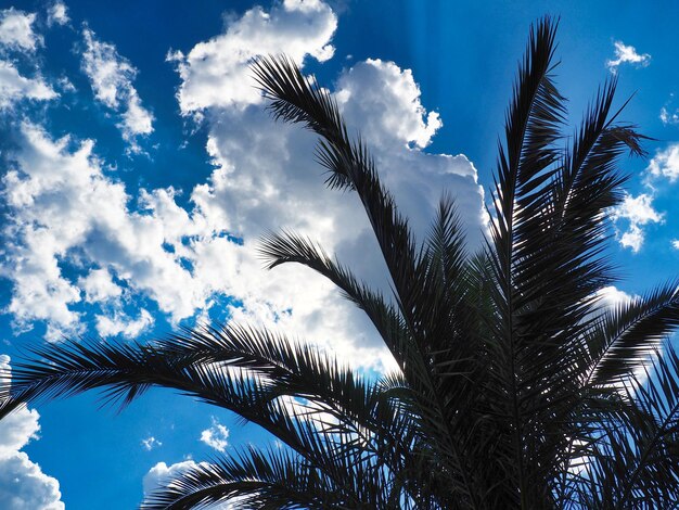 Low angle view of palm trees against blue sky