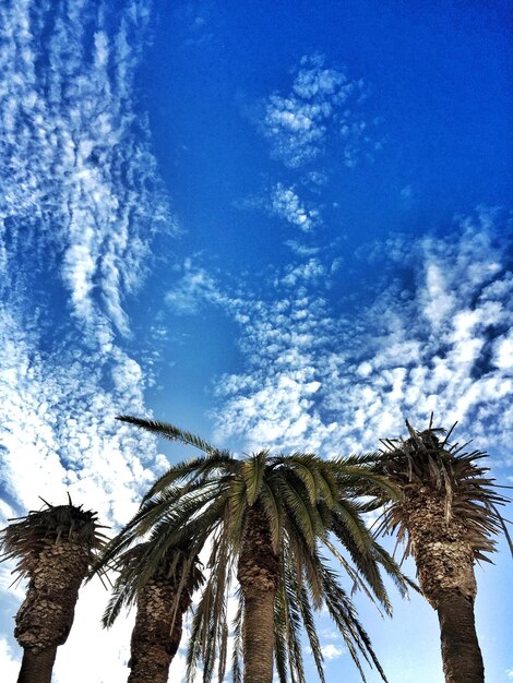 Low angle view of palm trees against blue sky