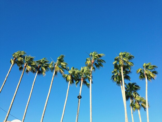 Low angle view of palm trees against blue sky