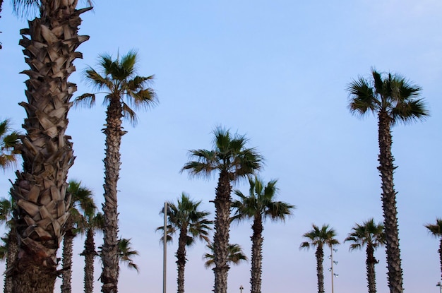 Foto vista a basso angolo delle palme contro il cielo blu