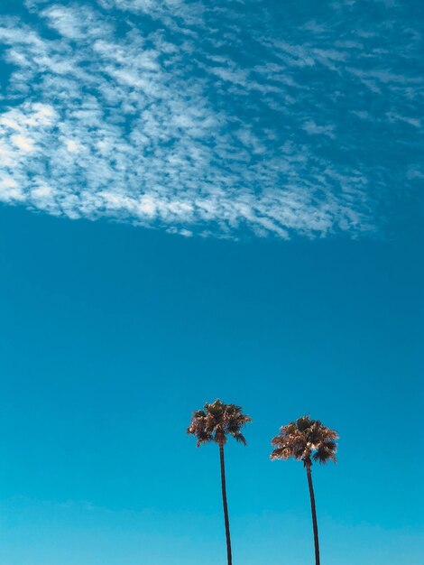 Photo low angle view of palm trees against blue sky