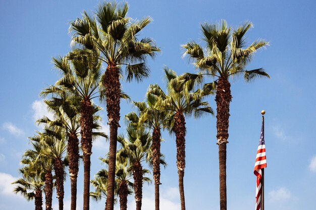 Photo low angle view of palm trees against blue sky