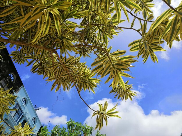 Foto vista a basso angolo delle palme contro il cielo blu