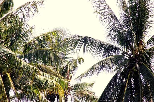 Photo low angle view of palm trees against blue sky