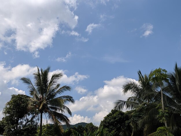 Low angle view of palm trees against blue sky