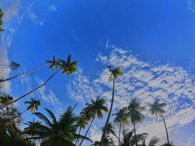 Low angle view of palm trees against blue sky