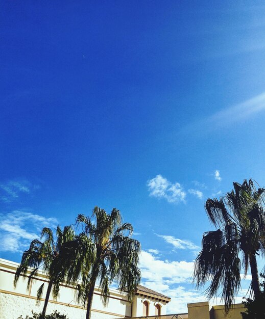 Low angle view of palm trees against blue sky