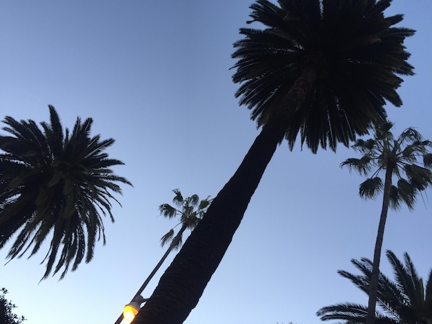 Foto vista a basso angolo delle palme contro un cielo blu limpido