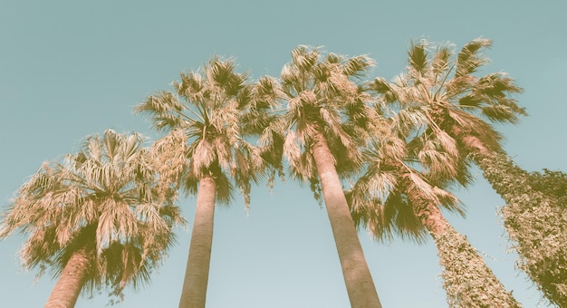 Photo low angle view of palm trees against clear blue sky