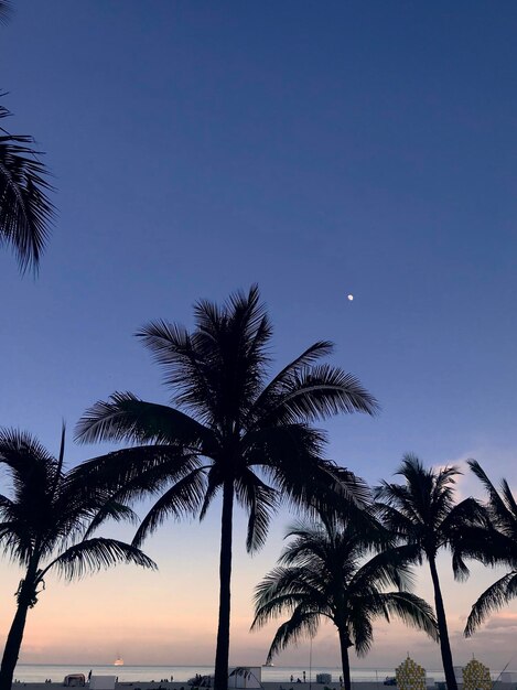 Low angle view of palm trees against clear blue sky