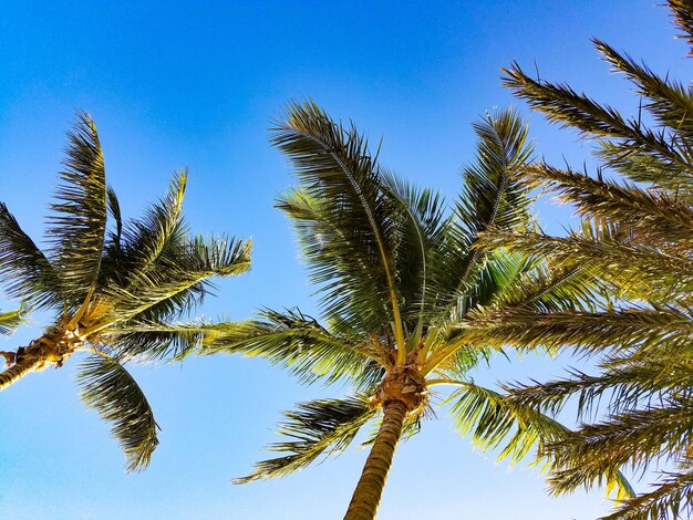 Low angle view of palm trees against a clear blue sky