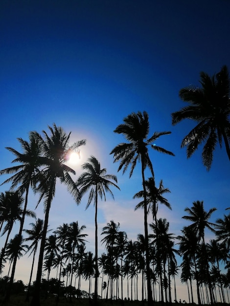 Foto vista a basso angolo delle palme contro un cielo blu limpido