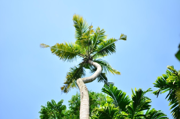 Photo low angle view of palm trees against clear blue sky