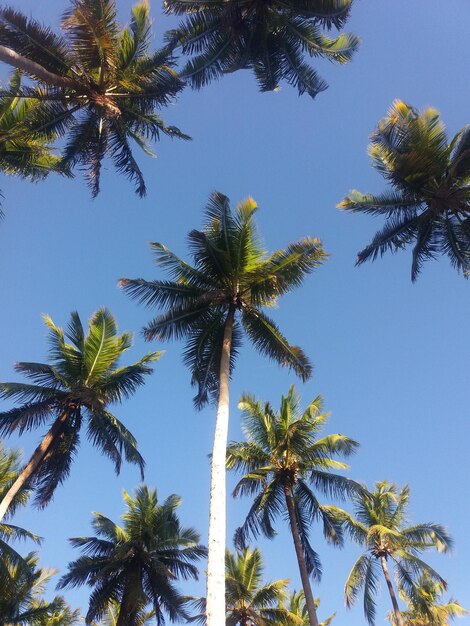 Photo low angle view of palm trees against clear blue sky