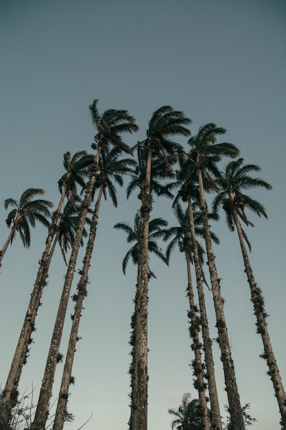 Photo low angle view of palm trees against clear sky during sunset