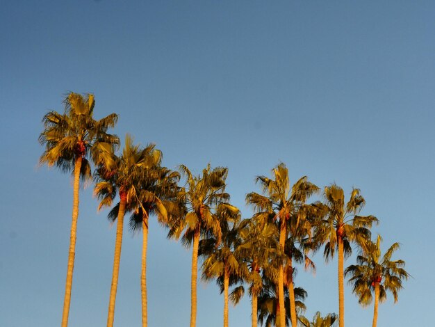 Low angle view of palm trees against clear sky