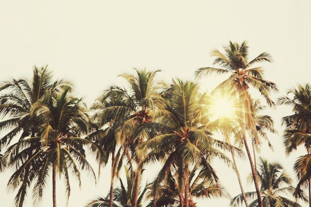 Photo low angle view of palm trees against clear sky