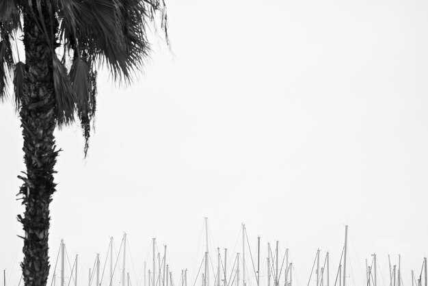 Photo low angle view of palm trees against clear sky