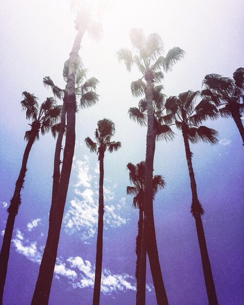 Low angle view of palm trees against clear sky