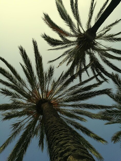 Photo low angle view of palm trees against clear sky