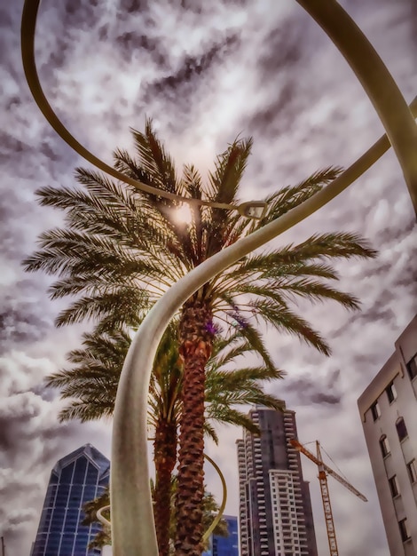 Photo low angle view of palm trees against cloudy sky