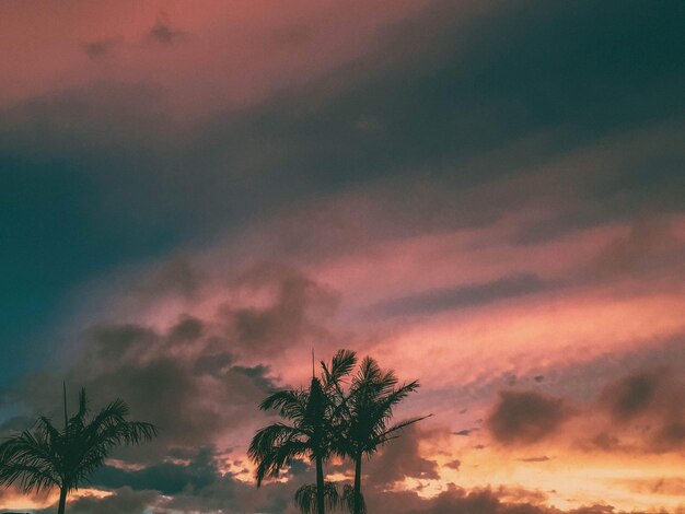 Low angle view of palm trees against romantic sky