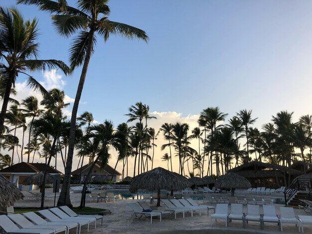 Photo low angle view of palm trees against sky during sunset