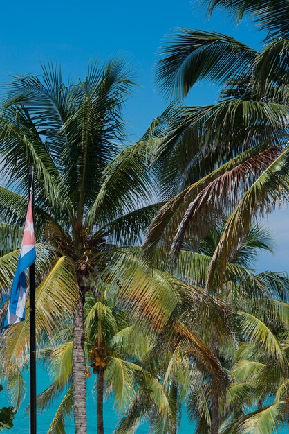 Low angle view of palm trees against sky