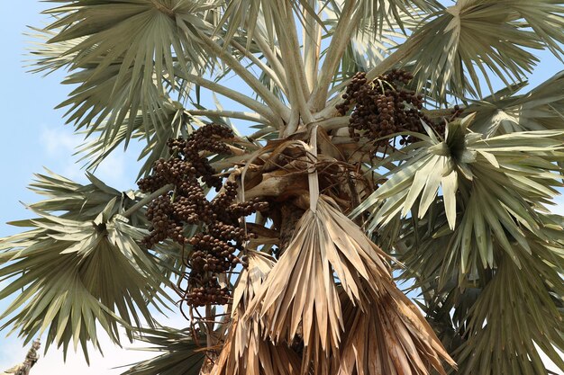 Foto vista a basso angolo delle palme contro il cielo