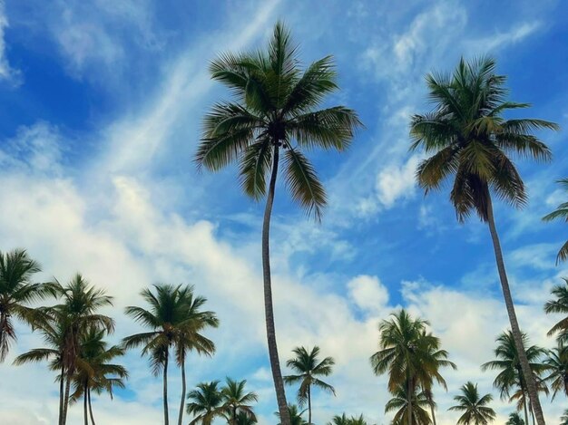 Photo low angle view of palm trees against sky