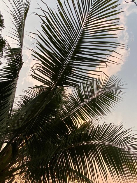 Low angle view of palm trees against sky