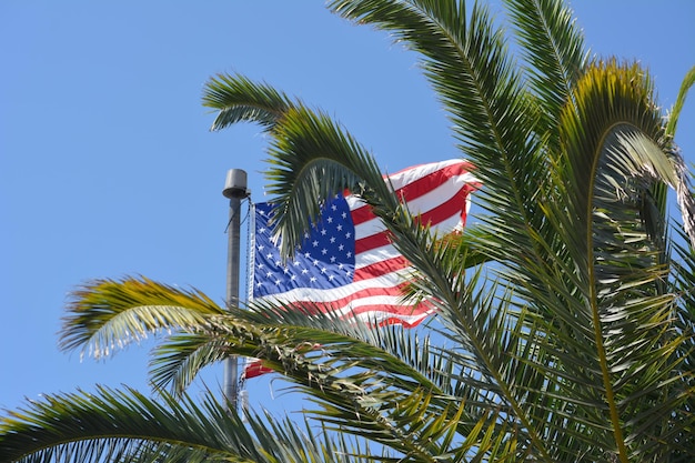 Photo low angle view of palm trees against sky