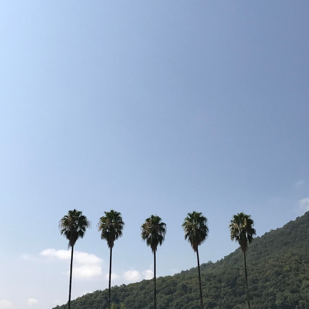 Photo low angle view of palm trees against sky