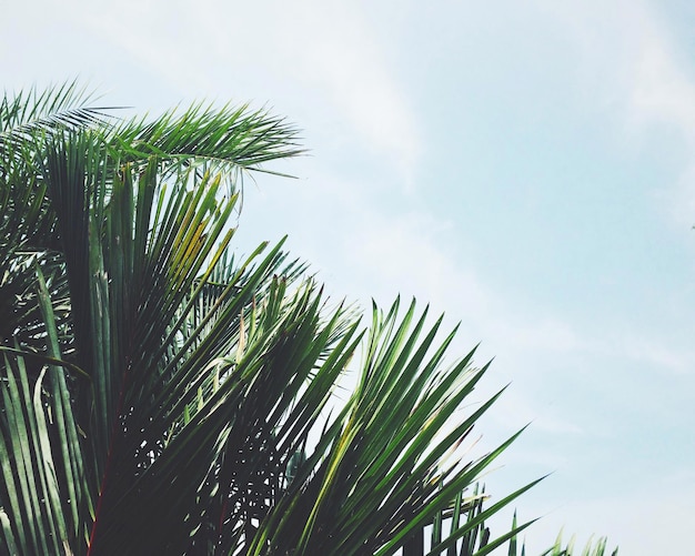 Foto vista a basso angolo delle palme contro il cielo