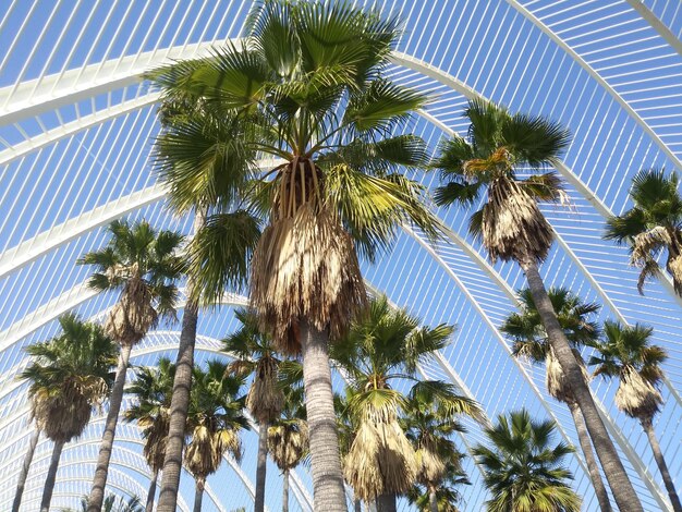 Photo low angle view of palm trees against sky