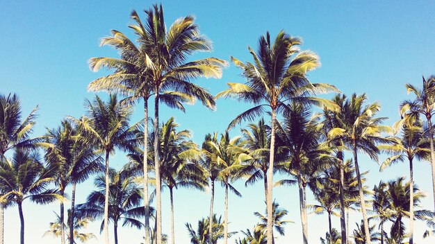 Photo low angle view of palm trees against sky