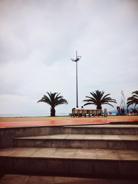 Low angle view of palm trees against sky