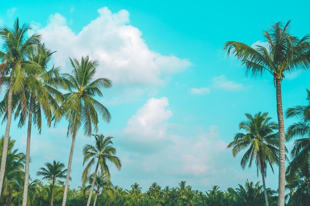 Photo low angle view of palm trees against sky