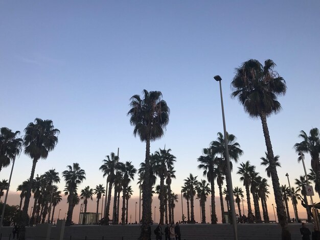 Photo low angle view of palm trees against sky