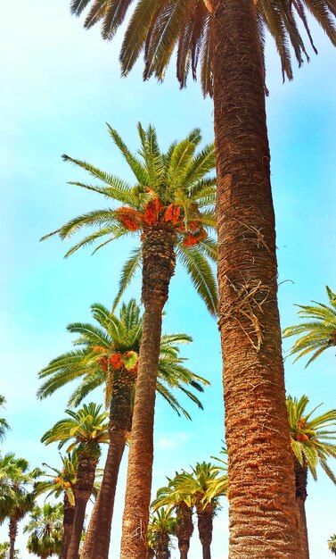 Low angle view of palm trees against sky