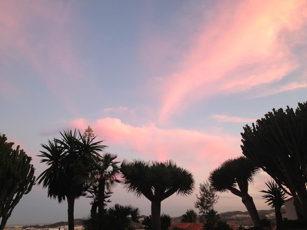 Low angle view of palm trees against sky