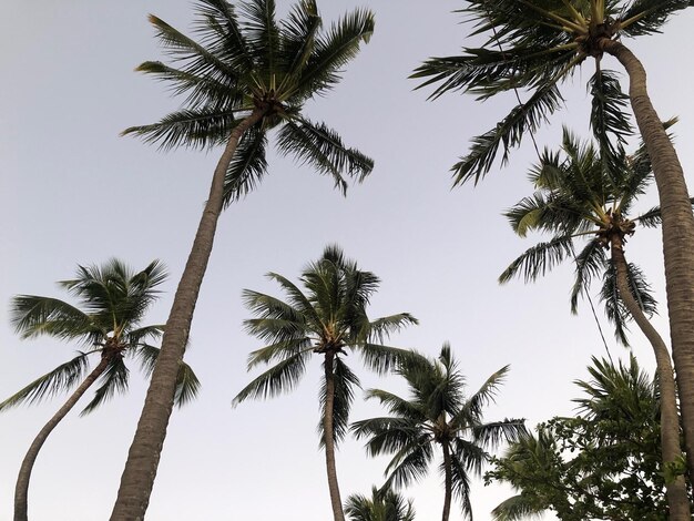Низкоугольный вид пальмовых деревьев на небе