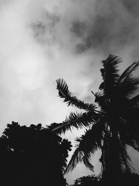 Low angle view of palm trees against sky